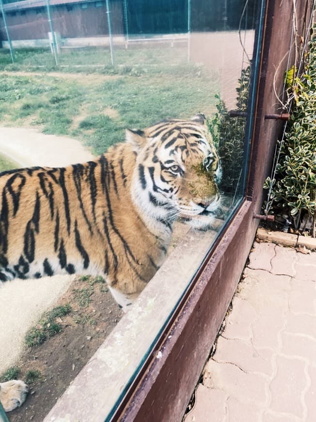 Lugar Zoo Santo Inácio