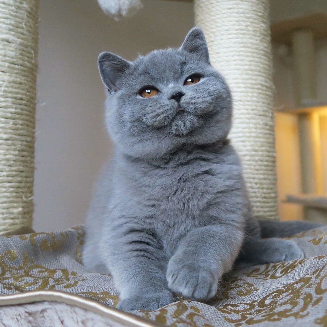 Fashion British Shorthair