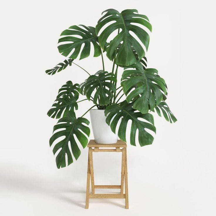 Fashion Monstera Deliciosa (Costela de Adão)