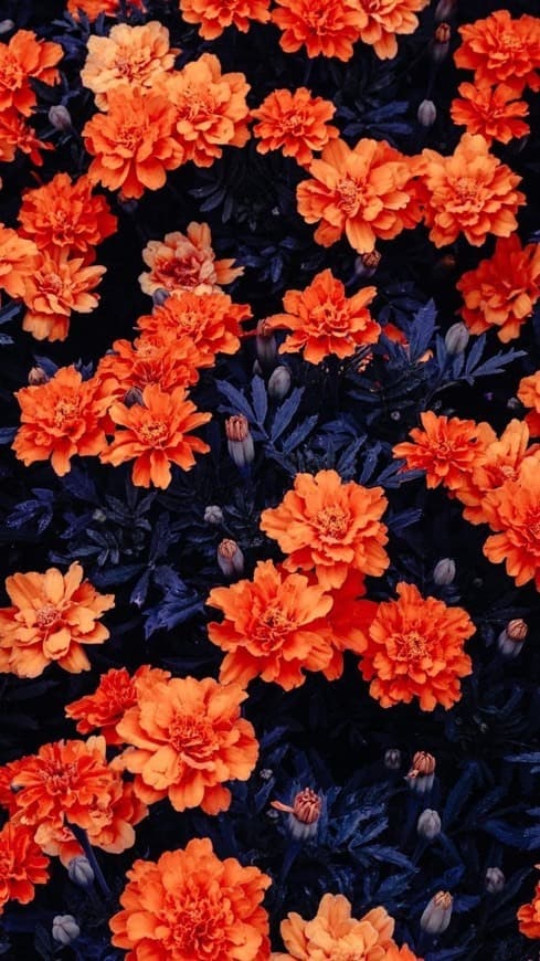 Moda Orange Flowers