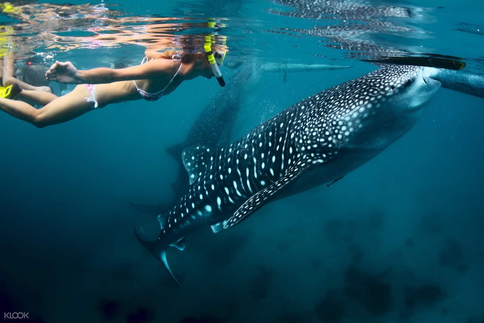 Lugar Oslob Whale Shark Watching