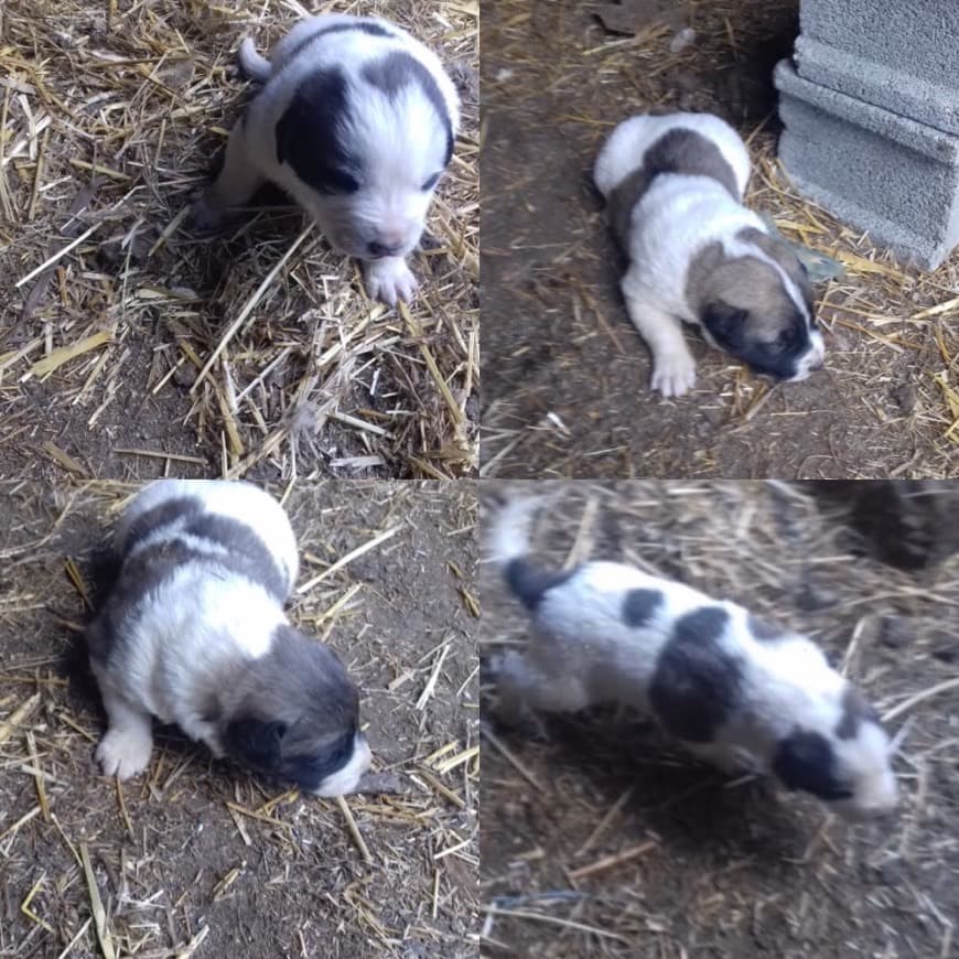 Moda Cães de gado transmontano 🐶 