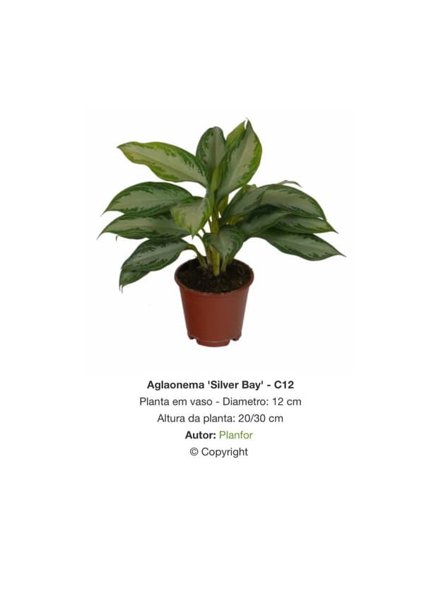 Producto Aglaonema 