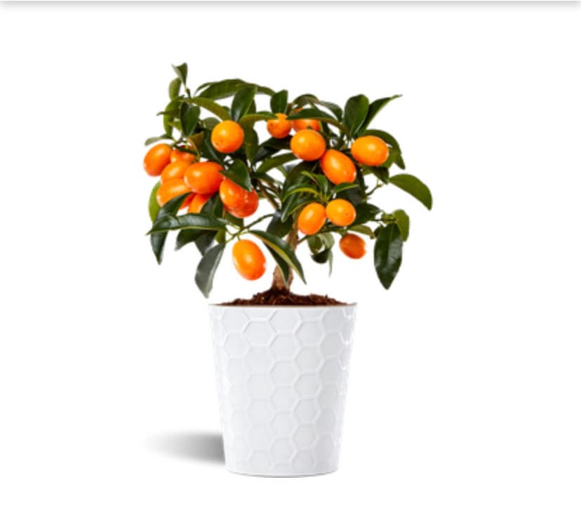 Producto Nagami kumquat