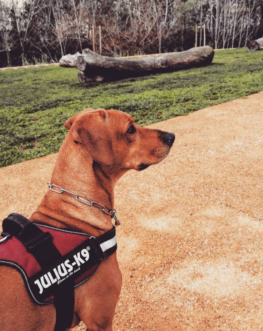 Producto Julius K9 Harness