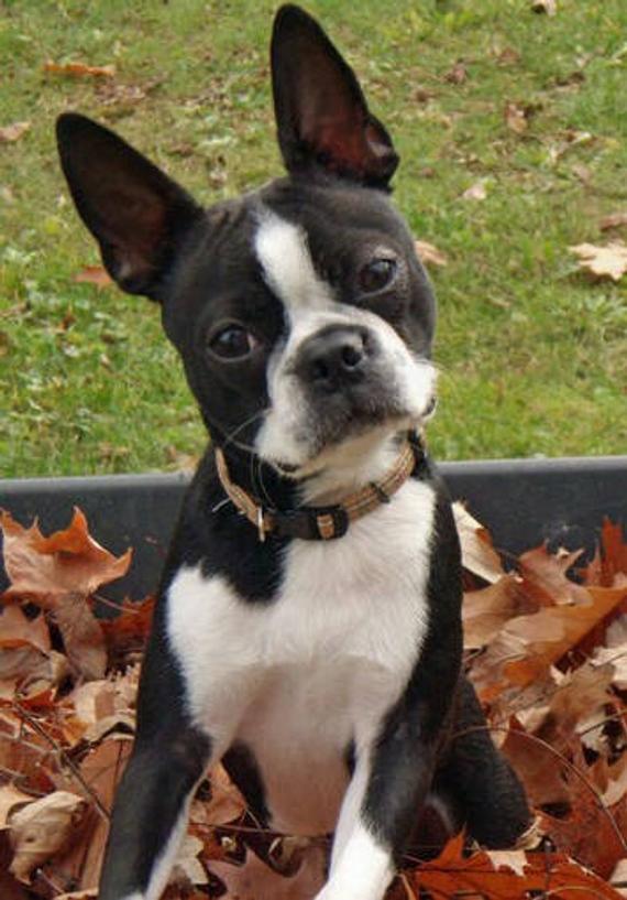 Product Boston Terrier