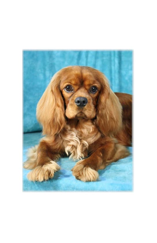 Producto Cavalier King Charles Spaniel