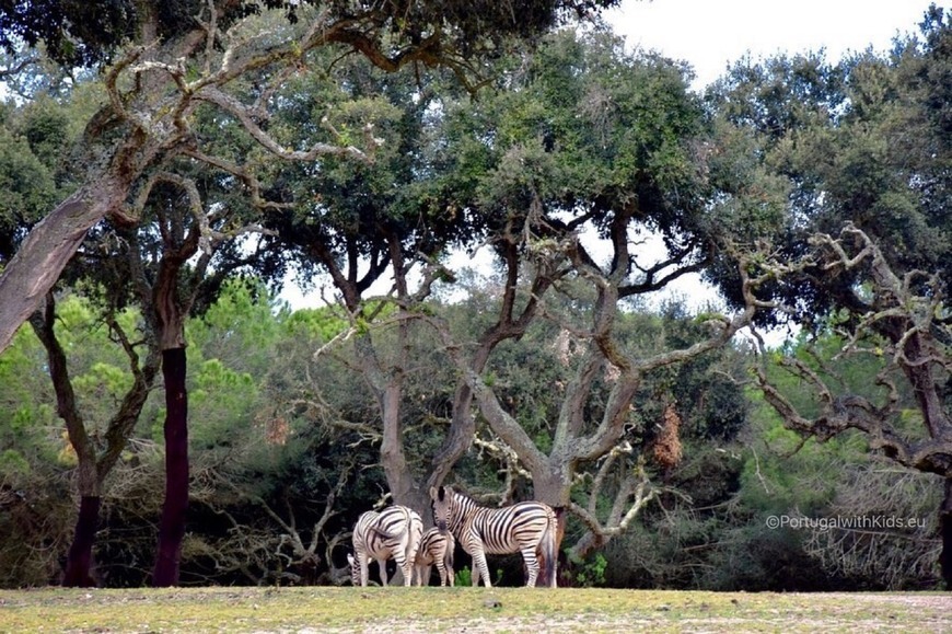 Lugar Badoca Safari Park