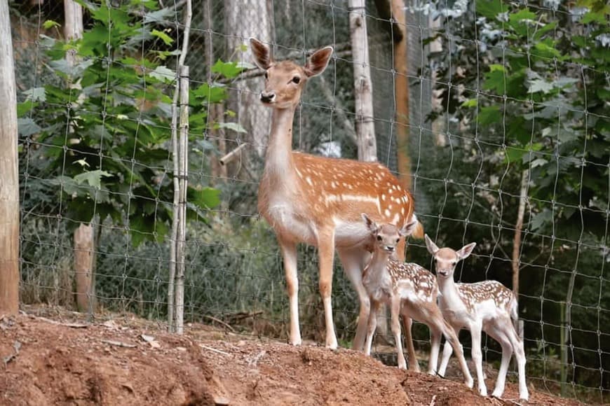 Lugar Parque Biológico da Serra da Lousã