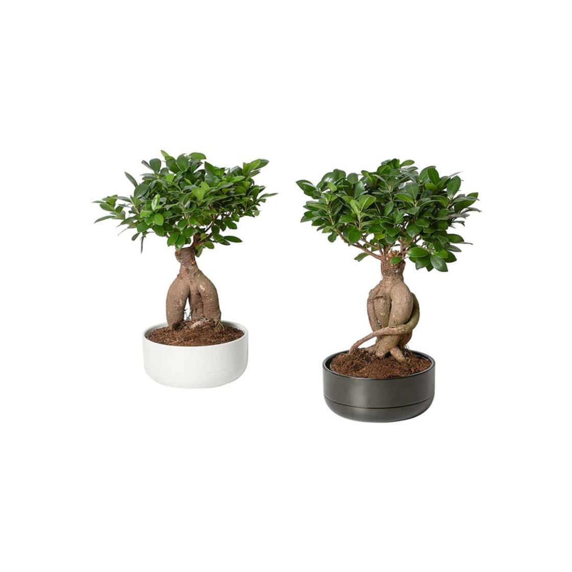 Producto FICUS MICROCARPA GINSENG 22cm