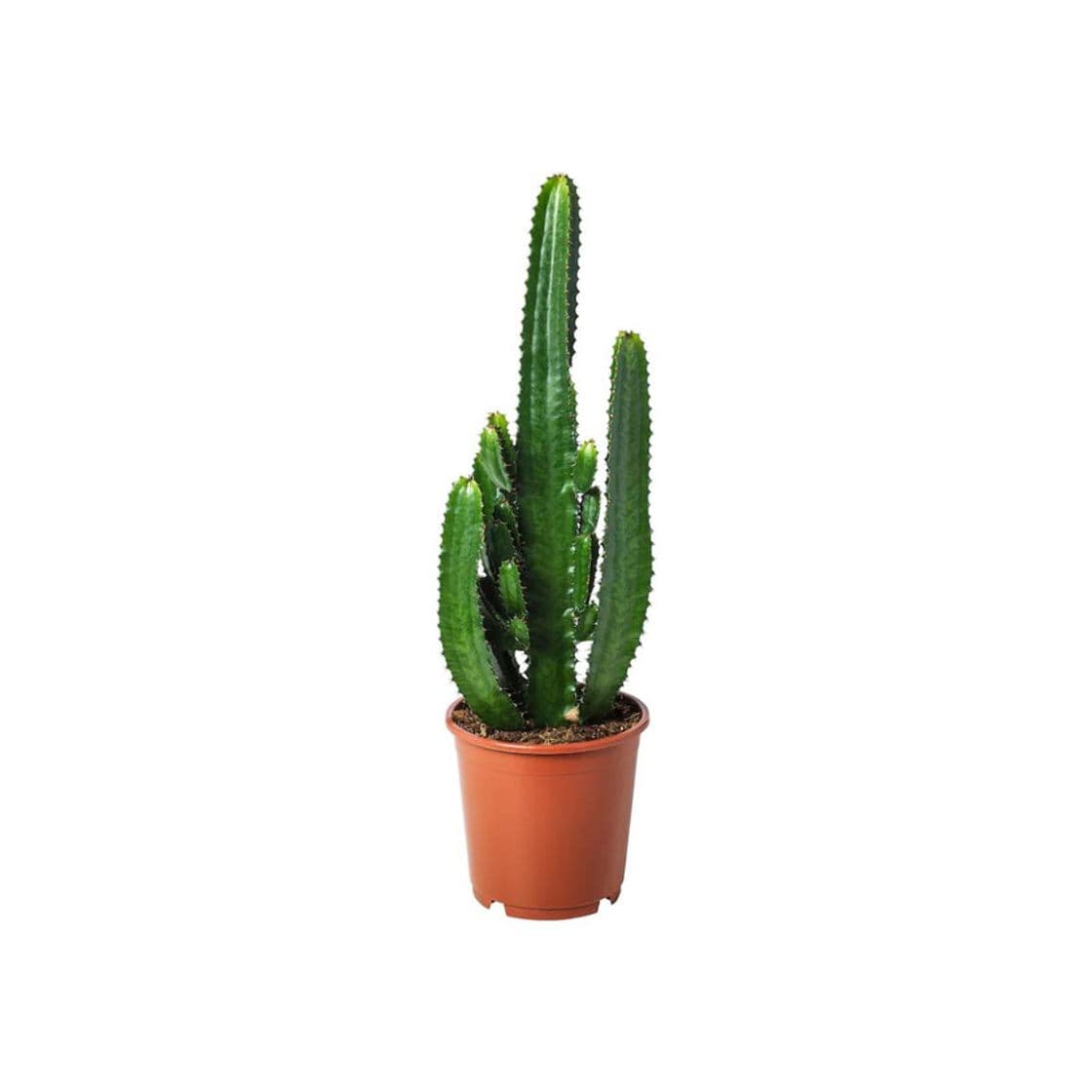 Producto EUPHORBIA ACRURENSIS 24cm