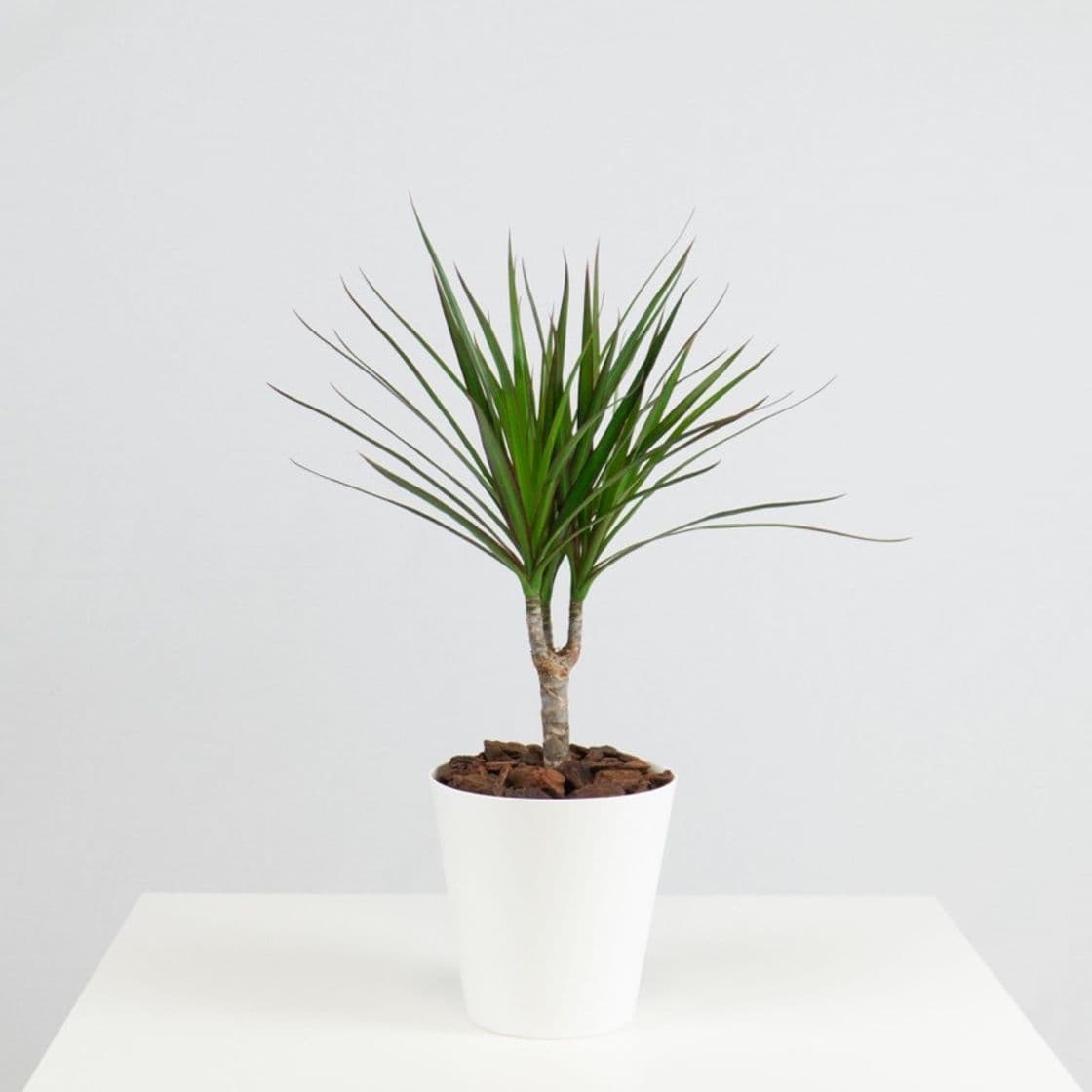 Producto Dracaena Marginata 