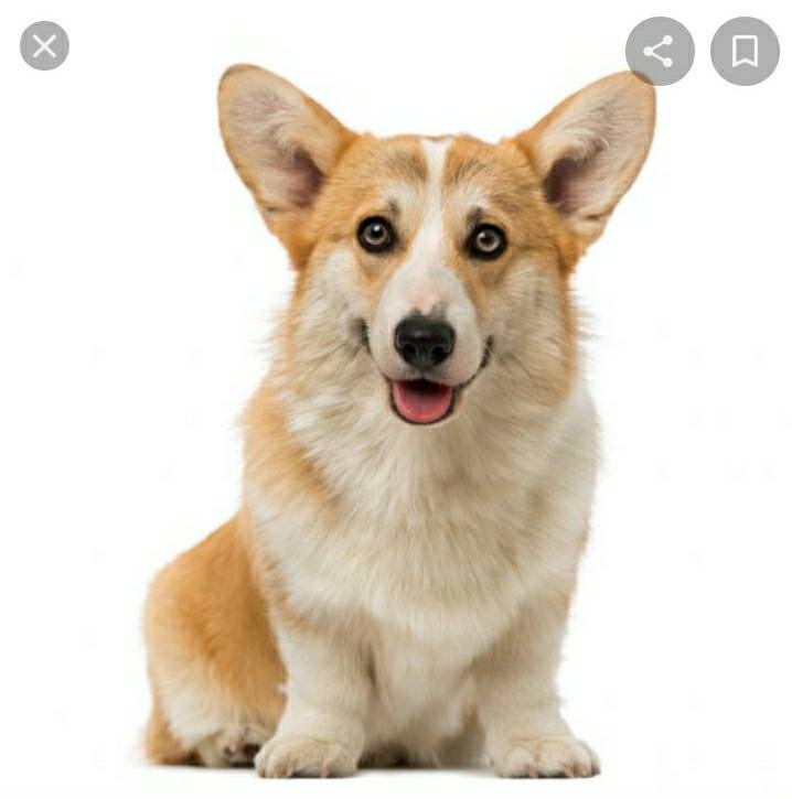 Moda Raça Welsh corgi pembroke