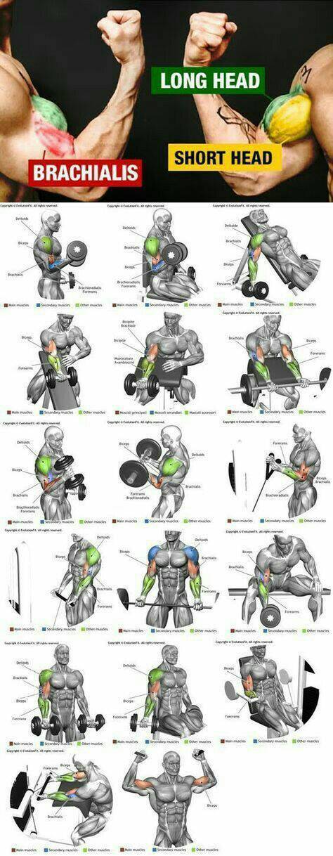 Moda Bicep workout