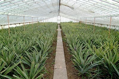 Lugar Plantação de Ananás dos Açores