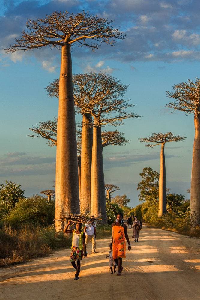 Place Avenue of the Baobabs