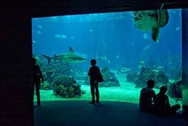 Place Oceanario de Lisboa