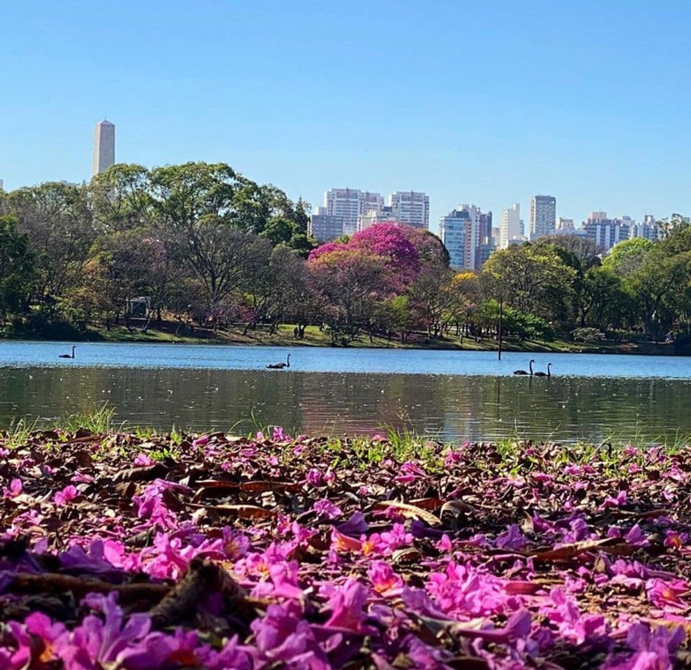 Place Parque Ibirapuera - Vila Mariana