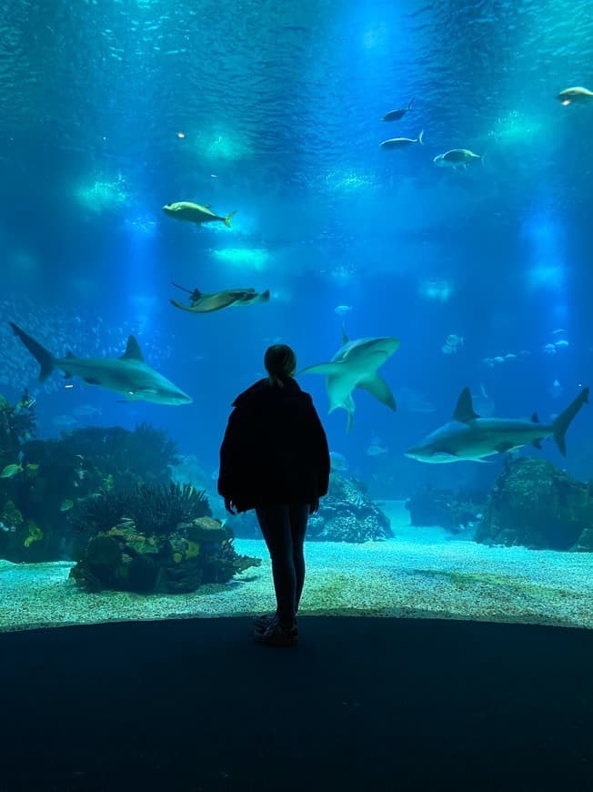 Place Oceanario de Lisboa