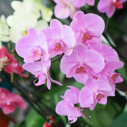 Producto Orquídea Natural - Phalaenopsis - Maceta 12cm. - Altura aprox. 60cm. -