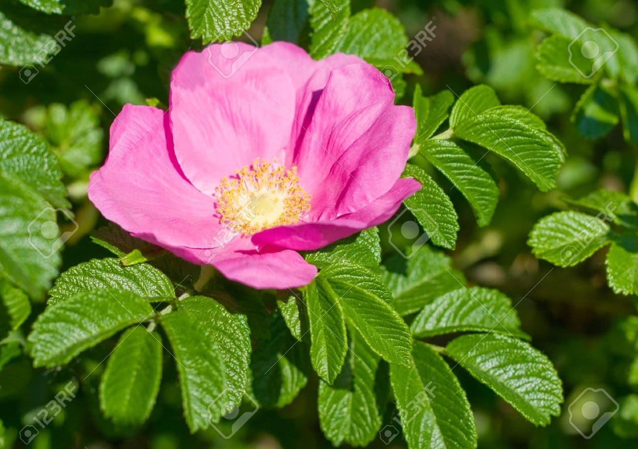 Moda Rosa Canina