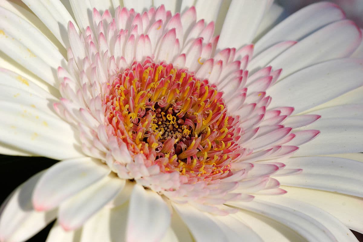 Moda Gerbera - Wikipedia