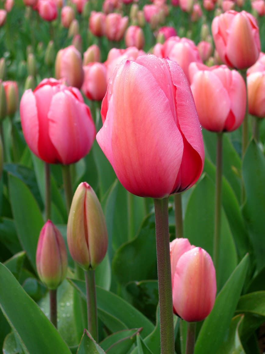 Moda Tulip - Wikipedia