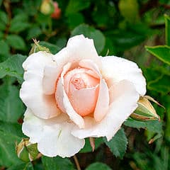 Moda Rosa - Wikipedia, la enciclopedia libre