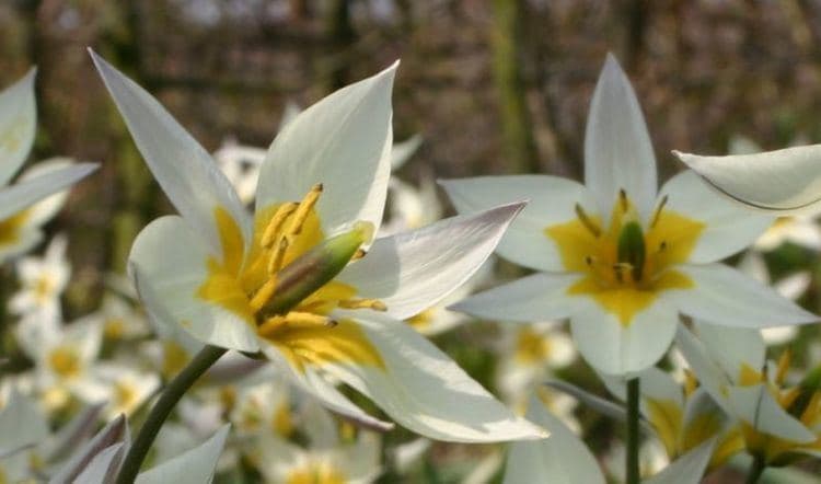 Moda Tulipa turkestanica - Wikipedia