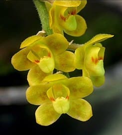 Moda Orchidaceae - Wikipedia, la enciclopedia libre