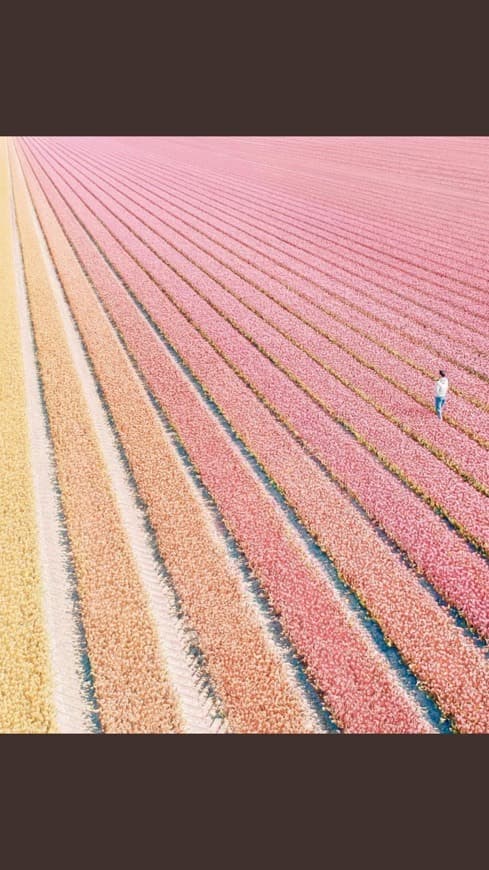 Lugar Tulip fields