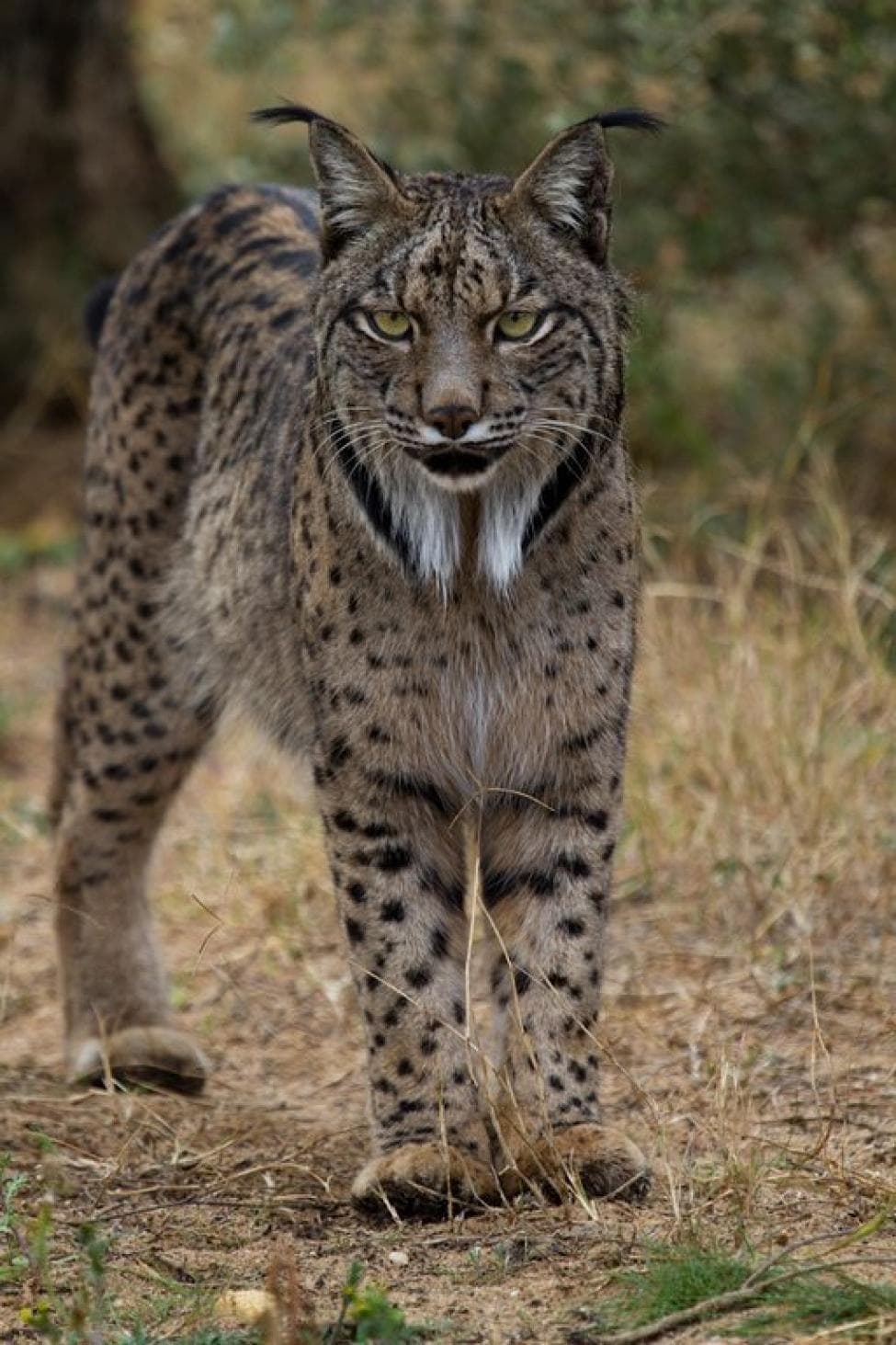 Fashion Lince ibérico 