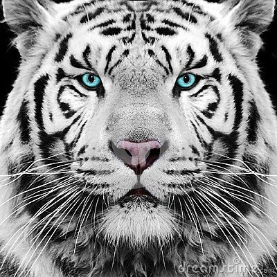 Fashion Tigre branco