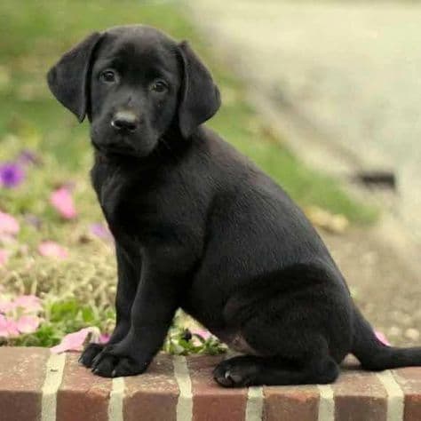 Product Cão Labrador 