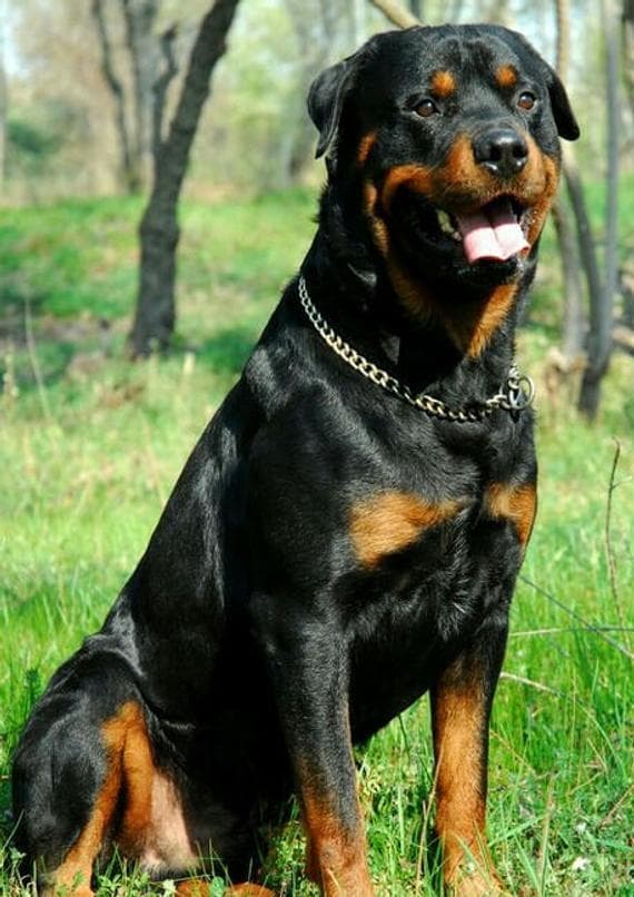 Product Rottweiler 