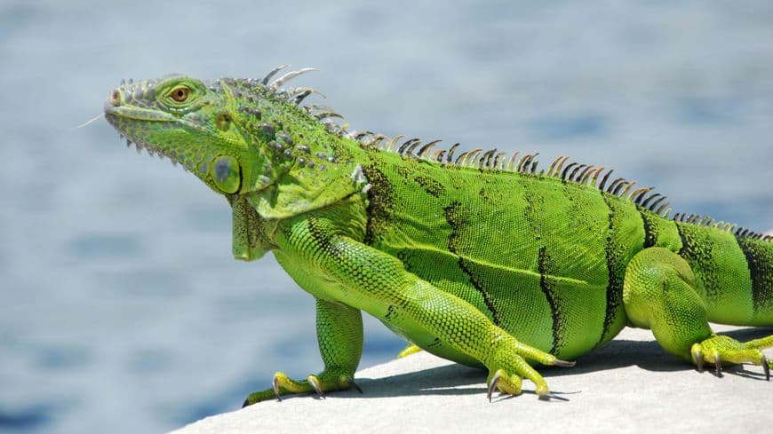 Product Iguana