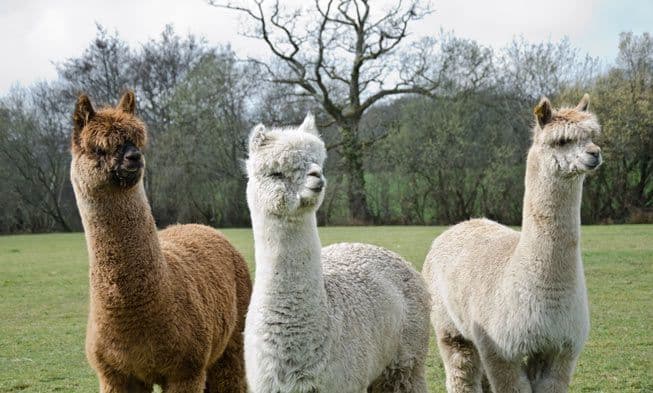 Product Alpaca 