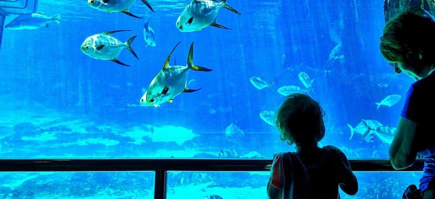 Lugar Oceanario de Lisboa