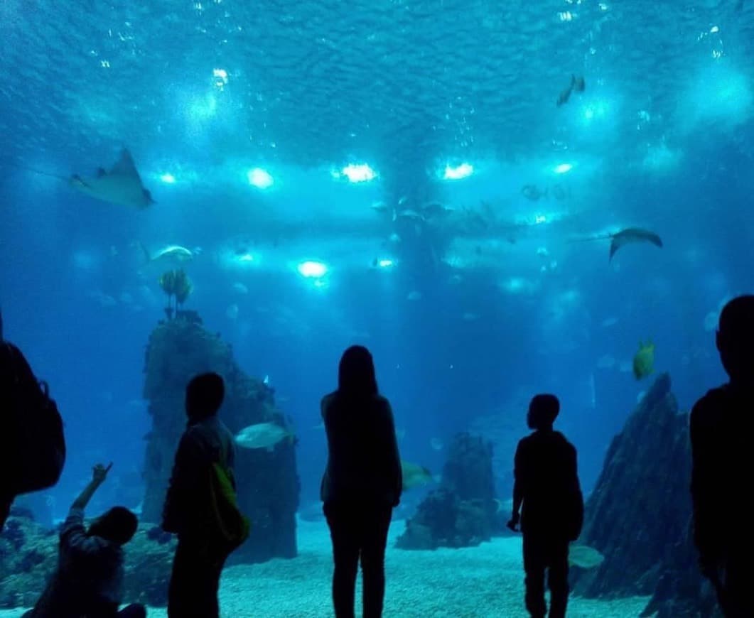 Lugar Oceanario de Lisboa