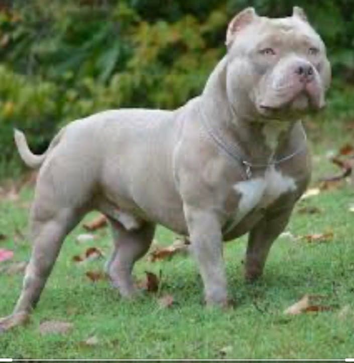 Moda Pit Bull blue nose 🐕🐕