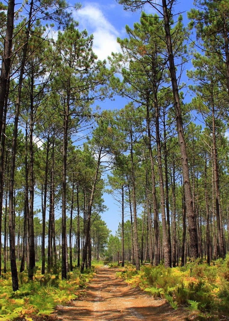 Lugar Pinhal de Leiria