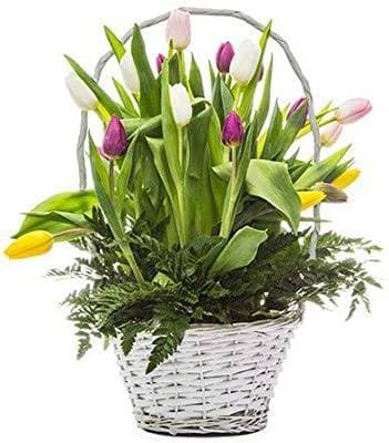 Moda Florclick - Tulip Basket - Flores frescas em casa em 24h e F