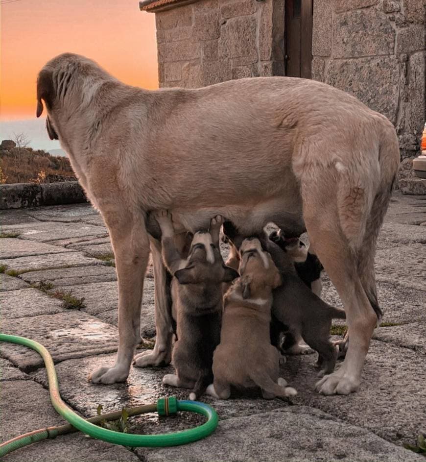 Fashion Adoção cães