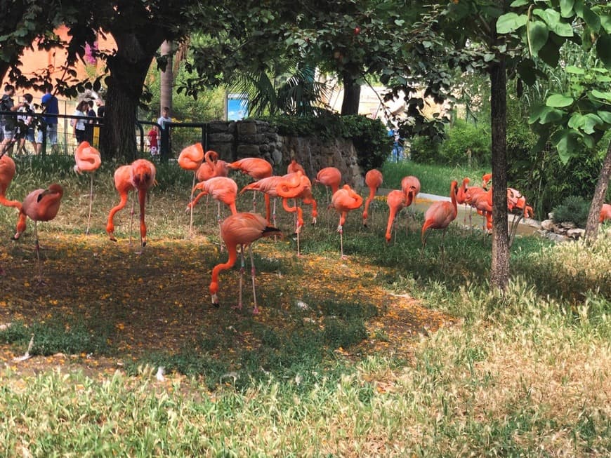 Lugar Jardim Zoológico de Lisboa