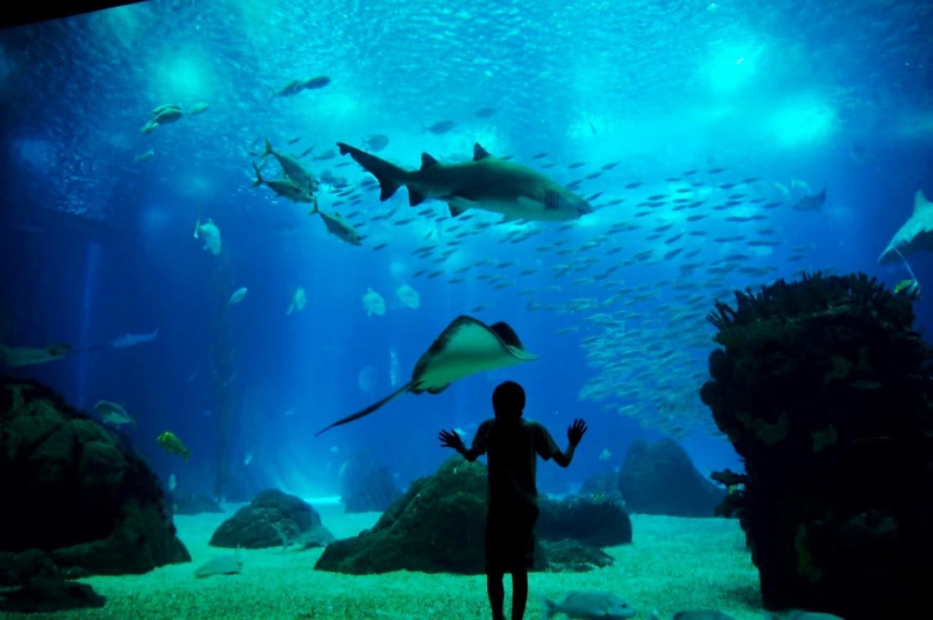 Lugar Oceanario de Lisboa