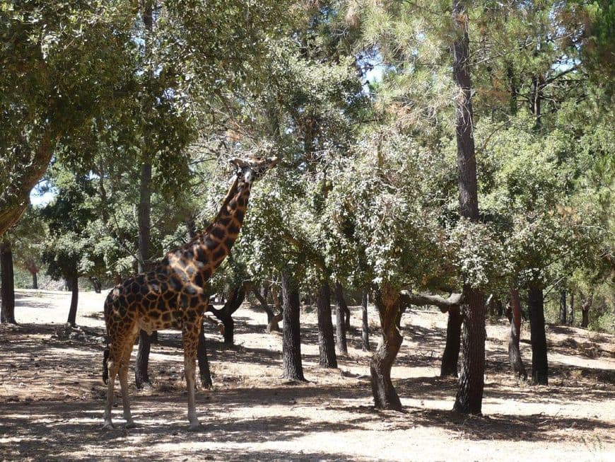 Lugar Badoca Safari Park