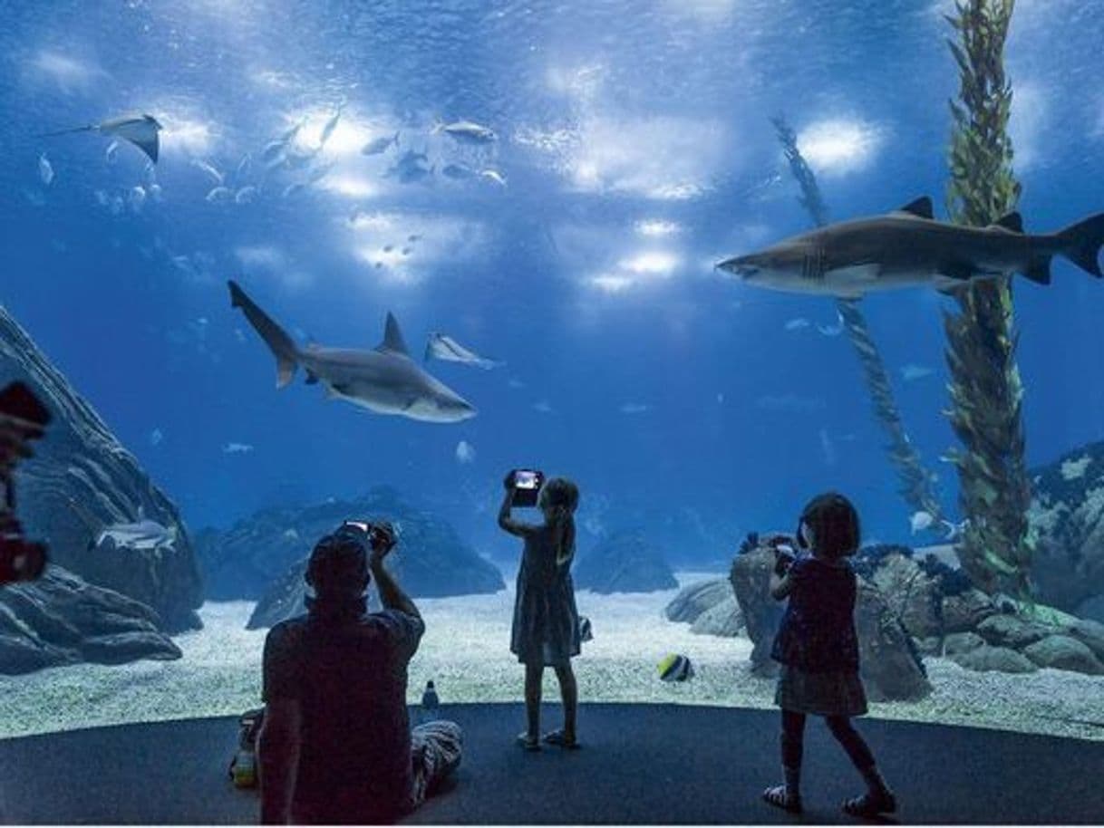 Lugar Oceanario de Lisboa