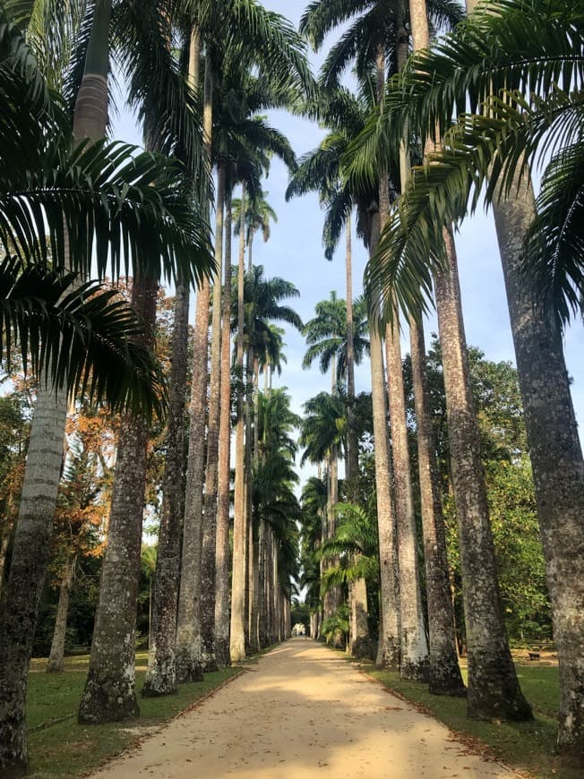 Lugar Jardim Botânico do Rio de Janeiro