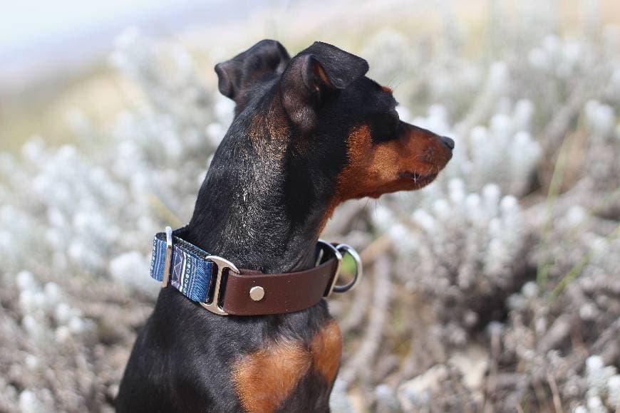 Product Safari Dog Collar