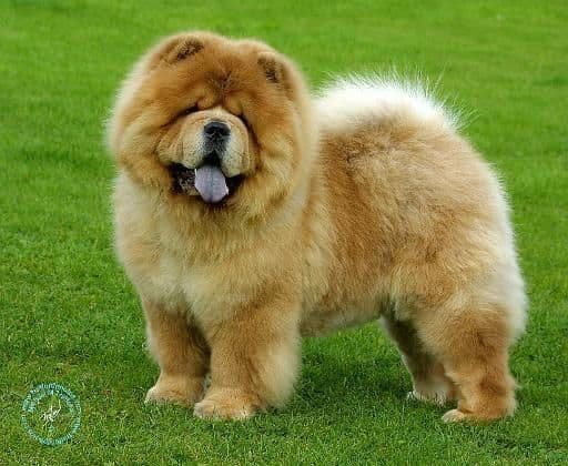 Fashion Chow-Chow